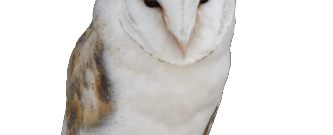 Owl trademark attorney Florida