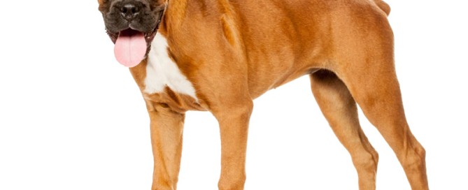 Dog Bite Attorney