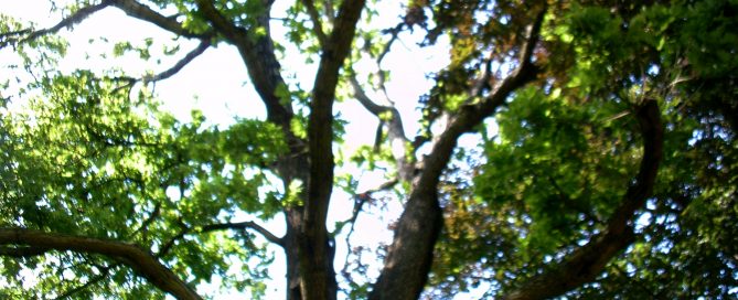 Tree Accident