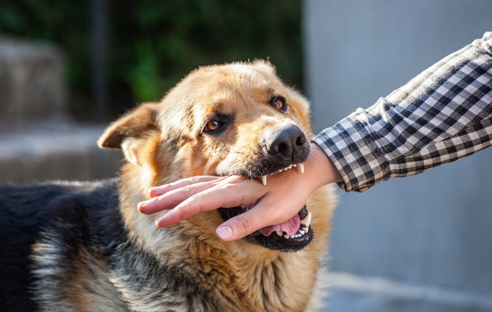 Dog Biting Hand