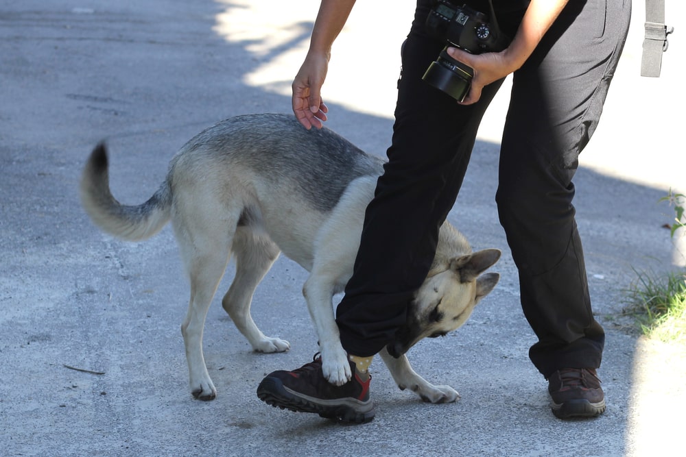 Dog Biting A Persons Legs