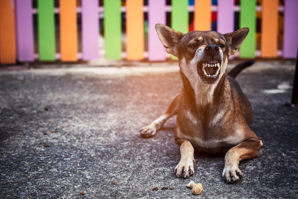 A small brown dog with pointed ears growls while lying on a concrete surface. Its teeth are bared in an aggressive posture invoking fear of a dog bite, and a small rawhide chew is in front of it. A colorful wooden fence with vertical slats in pastel purple, orange, green, and pink stands in the background.