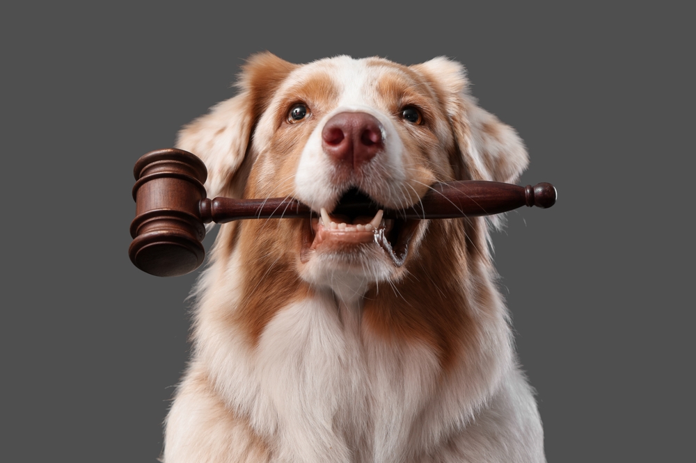 A fluffy, light brown and white dog bites on a judge’s gavel in its mouth against a solid gray background. The dog looks forward with a calm expression, creating a humorous legal-themed portrait.