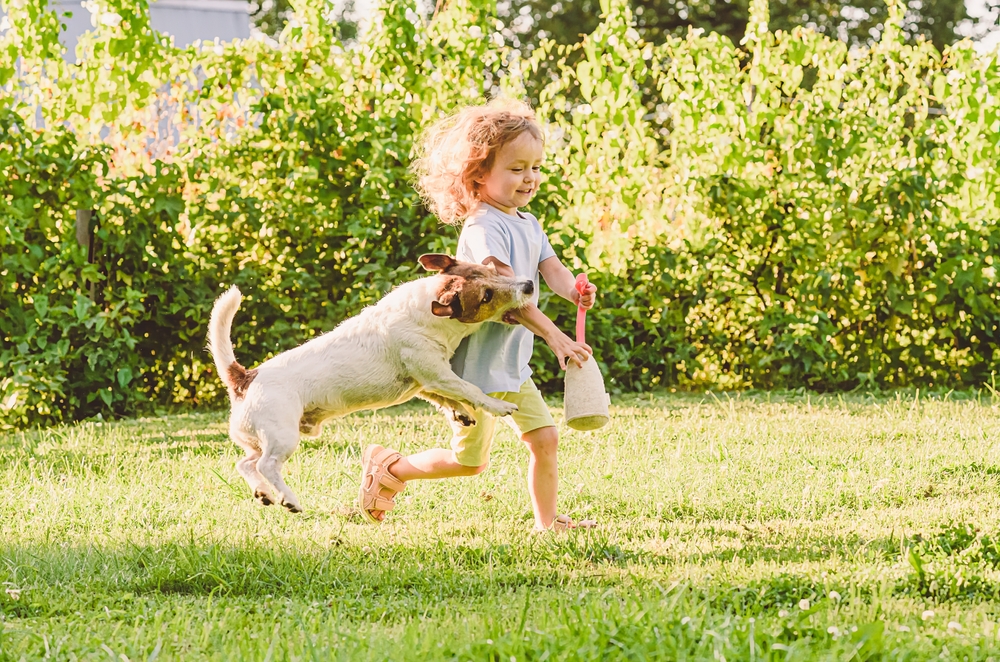 A young child with curly hair runs barefoot through a sunny backyard while holding a toy. A small white and brown dog excitedly jumps alongside the child on the grass and bites her arm, surrounded by green foliage.